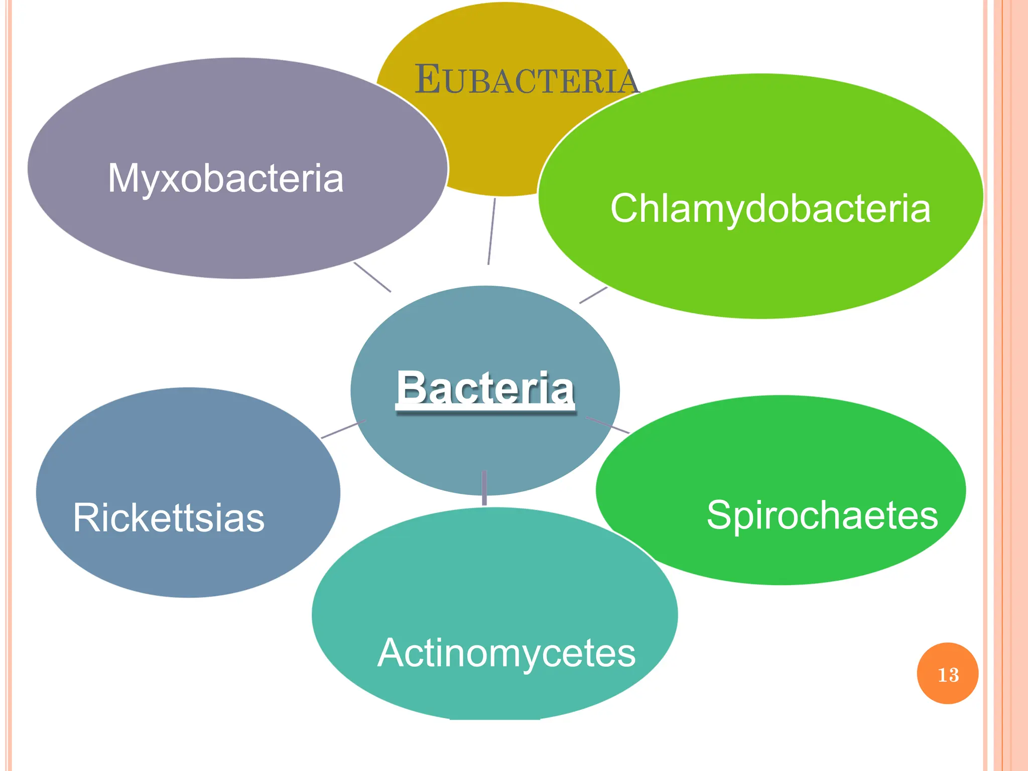 Bacteria
EUBACTERIA
Chlamydobacteria
Spirochaetes
Actinomycetes
Rickettsias
Myxobacteria
13
 