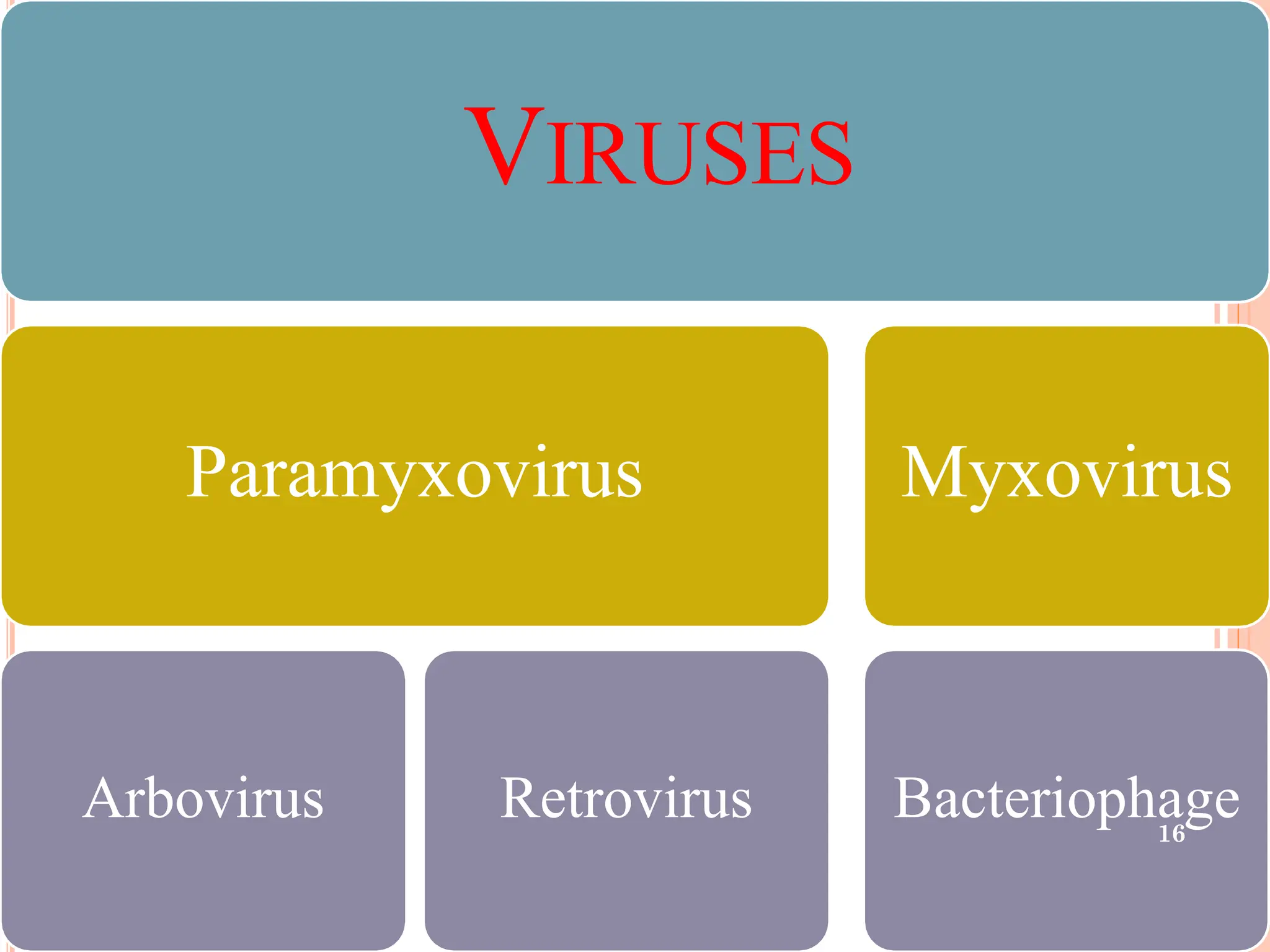 VIRUSES
Paramyxovirus
Arbovirus Retrovirus
Myxovirus
Bacteriophage
16
 