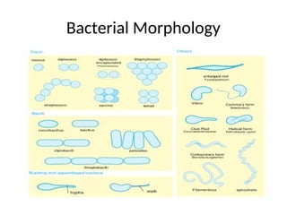 Bacterial Morphology
 