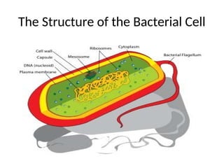 The Structure of the Bacterial Cell
 