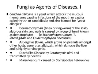 Fungi as Agents of Diseases. I
♦ Candida albicans is a yeast which attacks the mucous
membranes causing infections of the mouth or vagina
called thrush or candidiasis; and also blamed for ‘yeast
allergies’
• ♦ Dermatophytosis (tinea or ringworm) of the scalp,
glabrous skin, and nails is caused by group of fungi known
as dematophytes (e.Trichophyton rubrum, T.
interdigitale and Epidermophyton floccosum).
• ♦ Aspergillus flavus, which grows on peanuts amongst
other hosts, generates aflatoxin, which damage the liver
and is highly carcinogenic.
• ♦ Dutch Elm Disease by Ceratocystis ulmi and
transmitted by beetles
• ♦ Maize leaf curl, caused by Cochliobolus heterophus
 