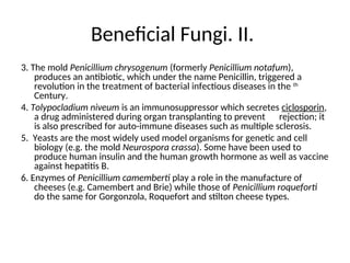 Beneficial Fungi. II.
3. The mold Penicillium chrysogenum (formerly Penicillium notafum),
produces an antibiotic, which under the name Penicillin, triggered a
revolution in the treatment of bacterial infectious diseases in the th
Century.
4. Tolypocladium niveum is an immunosuppressor which secretes ciclosporin,
a drug administered during organ transplanting to prevent rejection; it
is also prescribed for auto-immune diseases such as multiple sclerosis.
5. Yeasts are the most widely used model organisms for genetic and cell
biology (e.g. the mold Neurospora crassa). Some have been used to
produce human insulin and the human growth hormone as well as vaccine
against hepatitis B.
6. Enzymes of Penicillium camemberti play a role in the manufacture of
cheeses (e.g. Camembert and Brie) while those of Penicillium roqueforti
do the same for Gorgonzola, Roquefort and stilton cheese types.
 
