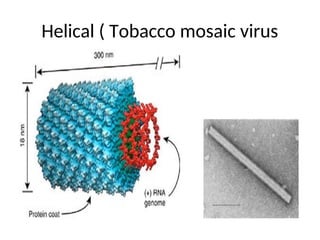 Helical ( Tobacco mosaic virus
 