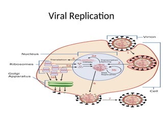 Viral Replication
 