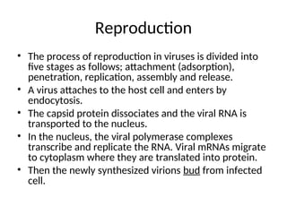 Reproduction
• The process of reproduction in viruses is divided into
five stages as follows; attachment (adsorption),
penetration, replication, assembly and release.
• A virus attaches to the host cell and enters by
endocytosis.
• The capsid protein dissociates and the viral RNA is
transported to the nucleus.
• In the nucleus, the viral polymerase complexes
transcribe and replicate the RNA. Viral mRNAs migrate
to cytoplasm where they are translated into protein.
• Then the newly synthesized virions bud from infected
cell.
 