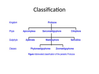 Classification
 