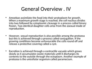 General Overview . IV
• Amoebae assimilate the food into their protoplasm for growth.
When a maximum growth stage is reached, the cell nucleus divides
into two followed by cytoplasmic cleavage in a process called binary
fission. Two identical daughter cells arise from the asexual mode of
reproduction.
• However, sexual reproduction is also possible among the protozoa
but this is achieved through a process called conjugation. If the
growing conditions become unfavourable the cells round off and
release a protective covering called a cyst.
• Excretion is achieved through a contractile vacuole which grows
slowly as it accumulates waste materials until it discharges its
contents to the outside through the ectoplasm. Another example of
protozoa is the unicellular organism called paramecium.
 