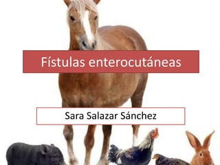 Fístulas enterocutáneas

Sara Salazar Sánchez

 