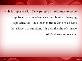 Muscular 1[2] | PPT