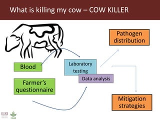 Food Safety and Zoonoses team activities in Tanzania