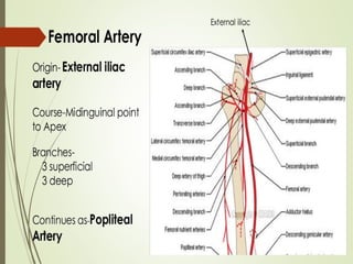 femoral triangle and its anatomy blood and nerve supply | PPTX
