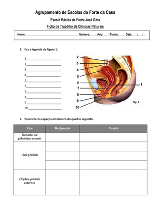 Agrupamento de Escolas do Forte da Casa
                        Escola Básica de Padre José Rota
                     Ficha de Trabalho de Ciências Naturais

Nome: ____________________________________ Número: ____ Ano: ____Turma: ____ Data: ___/___/__



 1. Faz a legenda da figura 1.

     1______________________
     2______________________
     3______________________
     4______________________
     5______________________
     6______________________
     7______________________
     8______________________
     9______________________                                                       Fig. 1
     10 _____________________


 2. Preenche os espaços em branco do quadro seguinte.

      Tipo                 Designação                            Função

   Gónadas ou
glândulas sexuais




  Vias genitais




 Órgãos genitais
    externos
 