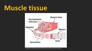 Muscle tissue
https://i0.wp.com/shamelesspride.com/wp-content/uploads/2015/11/Muscle-fiber.jpg?ssl=1
 