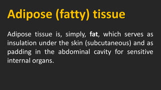 Adipose (fatty) tissue
Adipose tissue is, simply, fat, which serves as
insulation under the skin (subcutaneous) and as
padding in the abdominal cavity for sensitive
internal organs.
 
