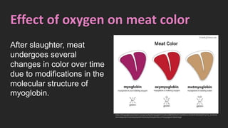 Effect of oxygen on meat color
After slaughter, meat
undergoes several
changes in color over time
due to modifications in the
molecular structure of
myoglobin.
https://lh3.googleusercontent.com/proxy/byKZlcApzeg4OTrO1xNLwilBBf30ANwPcvXyNRNV2cJ765DkNVIBoStXbZfVJyFrkJ_GmWsh6
WlmHyNyUizb7m3GtJN2eQwOiHCWdHeWjJOG3abKrfs9LLmTGIazaDgEwh1BZWtSXg8
 