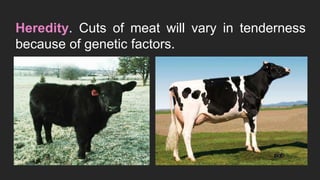 Heredity. Cuts of meat will vary in tenderness
because of genetic factors.
 