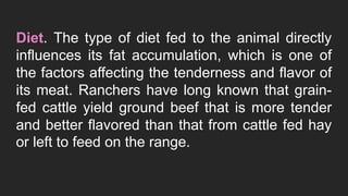 Diet. The type of diet fed to the animal directly
influences its fat accumulation, which is one of
the factors affecting the tenderness and flavor of
its meat. Ranchers have long known that grain-
fed cattle yield ground beef that is more tender
and better flavored than that from cattle fed hay
or left to feed on the range.
 