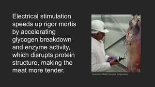 Electrical stimulation
speeds up rigor mortis
by accelerating
glycogen breakdown
and enzyme activity,
which disrupts protein
structure, making the
meat more tender. Australian Meat Processor Corporation
 