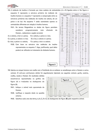 Biologia e Geologia 11º       11/12

13. A molécula de insulina é formada por duas cadeias de aminoácidos (A e B) ligadas entre si. Na figura o
    esquema X representa a estrutura primária da molécula de
    insulina humana e o esquema Y representa a comparação entre as
    estruturas primárias das moléculas de insulina da cobaia, de um
    peixe e do boi. No esquema Y estão assinalados apenas os
    aminoácidos diferentes em relação à insulina humana.
    13.1. Em termos filogenéticos os dados da figura permitem
            considerar         progressivamente    mais    afastado   do
            Homem…(seleccione a opção correcta)
A) a cobaia, o boi e o peixe;        B) a cobaia, o peixe e o boi;
C) o peixe, a cobaia e o boi;        D) o boi, a cobaia e o peixe;
E) o boi, o peixe e a cobaia;        F) o peixe, o boi e a cobaia.
    13.2. Com base na estrutura das moléculas de insulina
            representadas no esquema Y diga, justificando, qual delas
            poderá ser utilizada no tratamento da diabetes humana.




                                                               Figura 5

14. Injectou-se sangue humano num coelho com a finalidade de se conhecer as semelhanças entre o Homem e outros
    animais. O anti-soro anti-humano obtido foi seguidamente injectado nos seguintes animais: gorila, canário,
    ovelha, veado e Homem. Os resultados obtidos
    encontram-se representados no gráfico da
                                                                             Figura 6
    figura (A) e traduzidos no cladograma da
    figura (B).
    14.1. Indique o animal mais aparentado do
            Homem.
    14.2. Justifique a resposta dada na questão
            anterior.
    14.3. Substitua cada uma das letras, A, B, C, D e E, do cladograma da figura (B) pelo respectivo animal.




Professora Sandra Nascimento                                                                  Página | 5 de 5
 