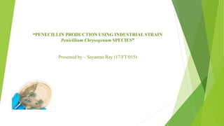 “PENECILLIN PRODUCTION USING INDUSTRIAL STRAIN
Penicillium Chrysogenum SPECIES”
Presented by – Sayantan Ray (17/FT/015)
 