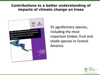 Contributions to a better understanding of
impacts of climate change on trees
55 agroforestry species,
including the most
important timber, fruit and
shade species in Central
America
 