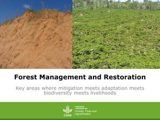 Forest Management and Restoration
Key areas where mitigation meets adaptation meets
biodiversity meets livelihoods
 
