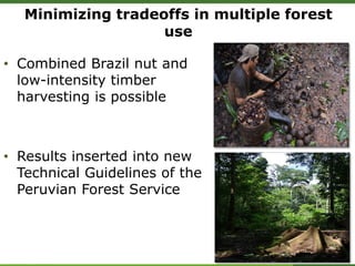 Minimizing tradeoffs in multiple forest
use
• Combined Brazil nut and
low-intensity timber
harvesting is possible
• Results inserted into new
Technical Guidelines of the
Peruvian Forest Service
 