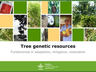 Tree genetic resources
Fundamental in adaptation, mitigation, restoration
 