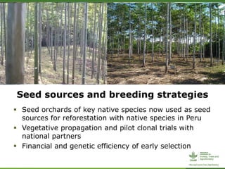 Seed sources and breeding strategies
 Seed orchards of key native species now used as seed
sources for reforestation with native species in Peru
 Vegetative propagation and pilot clonal trials with
national partners
 Financial and genetic efficiency of early selection
 