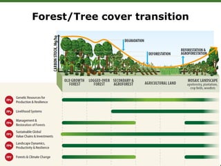 Forest/Tree cover transition
 