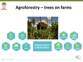 Transforming Lives and Landscapes with
Trees
Agroforestry – trees on farms
 