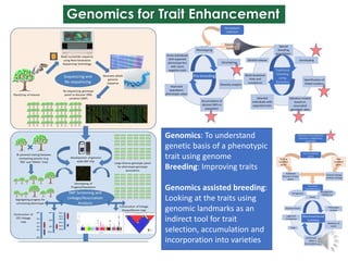 African Orphan Crops and Trees Delivering More Nutritious Food 