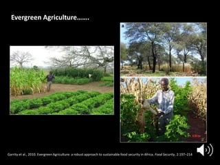 Forests Sustaining Agriculture