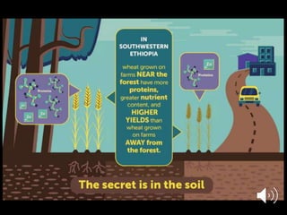 Forests Sustaining Agriculture