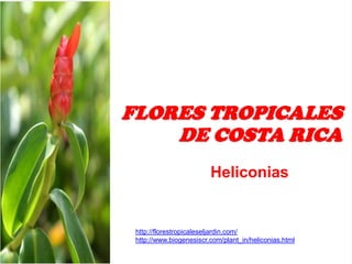 FLORES TROPICALES
DE COSTA RICA
Heliconias

http://florestropicaleseljardin.com/
http://www.biogenesiscr.com/plant_in/heliconias.html

 