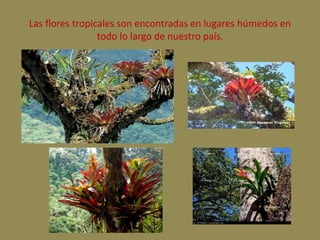 Las flores tropicales son encontradas en lugares húmedos en 
todo lo largo de nuestro país. 
 