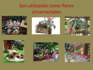 Son utilizadas como flores 
ornamentales 
 