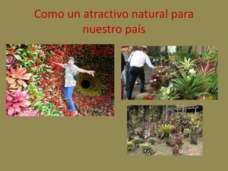 Como un atractivo natural para 
nuestro país 
 