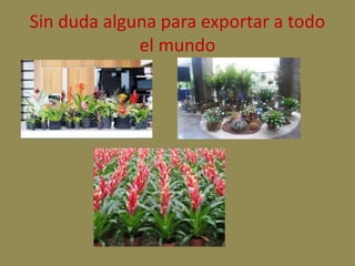 Sin duda alguna para exportar a todo 
el mundo 
