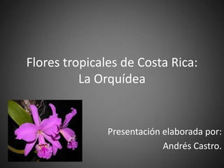 Flores tropicales de Costa Rica:
          La Orquídea


               Presentación elaborada por:
                            Andrés Castro.
 