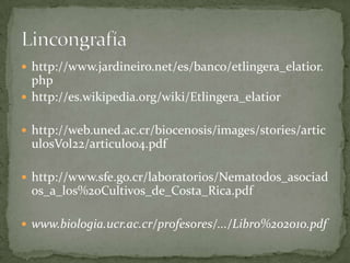  http://www.jardineiro.net/es/banco/etlingera_elatior.
  php
 http://es.wikipedia.org/wiki/Etlingera_elatior


 http://web.uned.ac.cr/biocenosis/images/stories/artic
 ulosVol22/articulo04.pdf

 http://www.sfe.go.cr/laboratorios/Nematodos_asociad
 os_a_los%20Cultivos_de_Costa_Rica.pdf

 www.biologia.ucr.ac.cr/profesores/.../Libro%202010.pdf
 