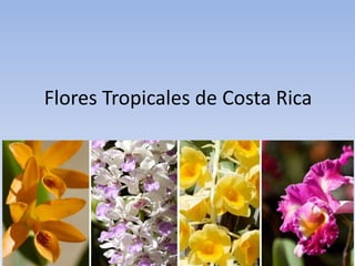 Flores Tropicales de Costa Rica
 
