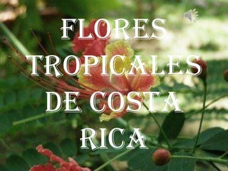 FLORES
TROPICALES
 DE COSTA
   RICA
 
