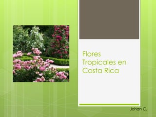 Flores
Tropicales en
Costa Rica
Johan C.
 