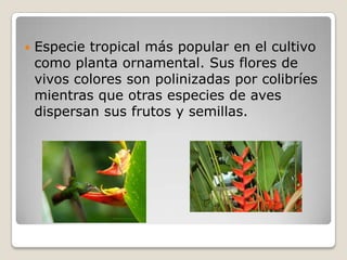 Especie tropical más popular en el cultivo
como planta ornamental. Sus flores de
vivos colores son polinizadas por colibríes
mientras que otras especies de aves
dispersan sus frutos y semillas.
 