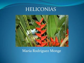 HELICONIAS




María Rodríguez Monge
 