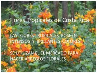 Flores Tropicales de Costa Rica

LAS FLORES TROPICALES POSEEN
INTENSOS Y BRILLANTES COLORES

SE UTILIZAN EL EL MERCADO PARA
HACER ARREGLOS FLORALES
 