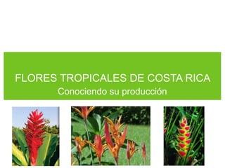 FLORES TROPICALES DE COSTA RICA 
Conociendo su producción 
 