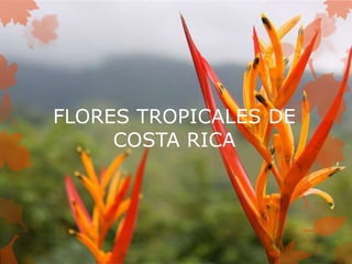 FLORES TROPICALES DE 
COSTA RICA 
 