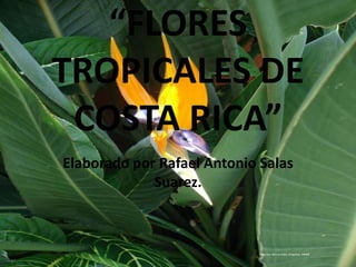 “FLORES 
TROPICALES DE 
COSTA RICA” 
Elaborado por Rafael Antonio Salas 
Suarez. 
 